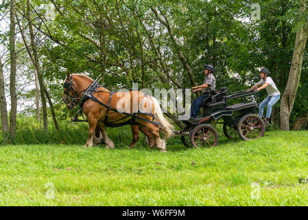 Schwere Pferde mit Treibern auf einem Warenkorb konkurrieren in einem Hindernis Kurs während einer Britischen Heavy Horse Fahrversuchen Club (BHHDTC) Veranstaltung in Großbritannien Stockfoto