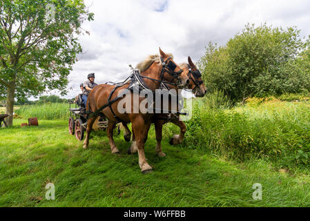 Schwere Pferde mit Treibern auf einem Warenkorb konkurrieren in einem Hindernis Kurs während einer Britischen Heavy Horse Fahrversuchen Club (BHHDTC) Veranstaltung in Großbritannien Stockfoto