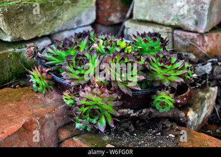 Eine Pflanze namens Allgemeine Hauswurz, wächst in vielen Orten und Yards. Menschen glauben an ihre heilende und schützende Eigenschaften. Stockfoto