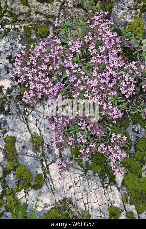 Eine Pflanze von Rock soapwort auf einer felsigen Wand Stockfoto