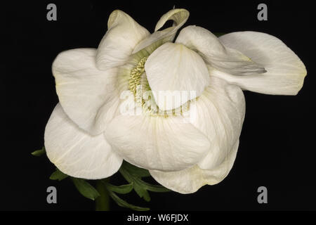 Anemone coronaria De Caen "die Braut" Stockfoto