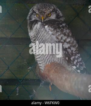 Llandudno, Großbritannien malerische Landschaften inLlandudno North Wales, Kredit Ian Fairbrother/Alamy Stockfotos Stockfoto