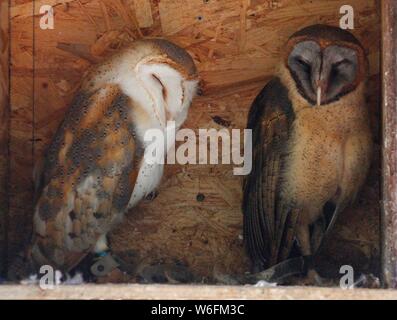 Llandudno, Großbritannien malerische Landschaften inLlandudno North Wales, Kredit Ian Fairbrother/Alamy Stockfotos Stockfoto