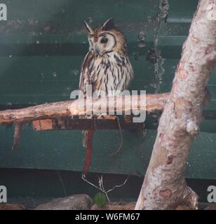 Llandudno, Großbritannien malerische Landschaften inLlandudno North Wales, Kredit Ian Fairbrother/Alamy Stockfotos Stockfoto