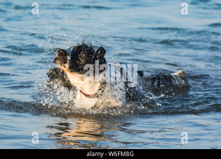 Ein Hund schüttelt sich trocken im Meer. Stockfoto