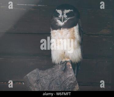 Llandudno, Großbritannien malerische Landschaften inLlandudno North Wales, Kredit Ian Fairbrother/Alamy Stockfotos Stockfoto