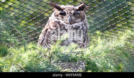 Llandudno, Großbritannien malerische Landschaften inLlandudno North Wales, Kredit Ian Fairbrother/Alamy Stockfotos Stockfoto