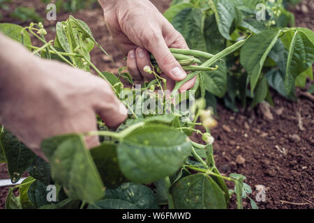 Farmer's Hände Kommissionierung grüne Bohnen Stockfoto