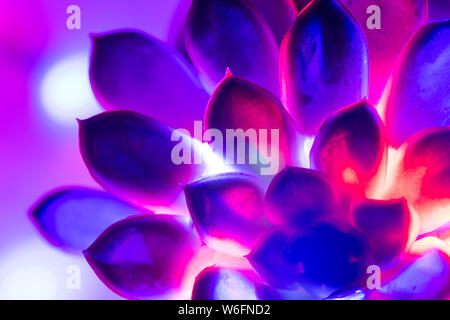 Trendy neon Hintergrund mit bunten sukkulente Pflanze. Stockfoto