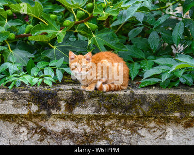 Ginger Kitten auf Wand. Stockfoto