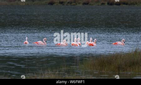 Gruppe der rosa Flamingos Schwimmen unter dem Regen in einem Feuchtgebiet auf der Insel Chiloé Stockfoto