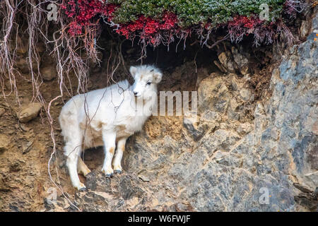 Ein Dall Schaf (Ovis dalli) Lamm frisst mineralreichen Boden in der Nähe der Seward Highway im Herbst, in der Nähe von Windy Point bei MP 107 außerhalb Anchorage Stockfoto