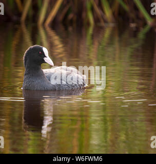 Ein quadratisches Format Bild von einem eurasischen Blässhuhn, Fulica atra, schwimmend auf dem Wasser in Lancashire, England. 12. Oktober 2008 Stockfoto