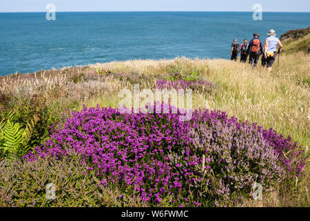 Glockenheide (Erica cinerea) und Ling (Calluna vulgaris) Blühende Menschen zu Fuß auf Point Lynas im Sommer. Llaneilian ISLE OF ANGLESEY Wales UK Stockfoto