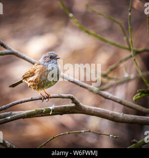 Ein quadratisches Format Bild eines Dunnock, Phasianus colchicus, auf einem Ast in der Frühlingssonne thront. Yorkshire, England. 09. April 2011 Stockfoto