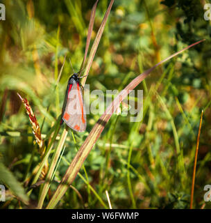 Ein quadratisches Format Bild eines Zinnober motte Tyria jacobaeae, auf einem Gras Stammzellen im Sommer Sonnenschein, Lancashire, England ruht. 20. Juni 2014 Stockfoto