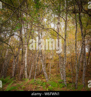 Ein quadratisches Format Schließen Sie herauf Bild der herbstlichen Silber Birke, Betula pendula, Bäume, Highlands, Schottland, UK. 03. Oktober 2014 Stockfoto