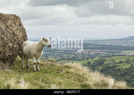 Schafe auf einem Hügel mit Blick auf die englische Landschaft in Shropshire, Großbritannien Stockfoto