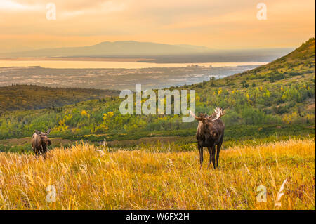 Ein Stier Elch (Alces alces) und eine Kuh sind während der Furche an einem Spätherbsttag am Powerline Pass mit der Stadt Anchorage, Alaska im Hintergrund... Stockfoto