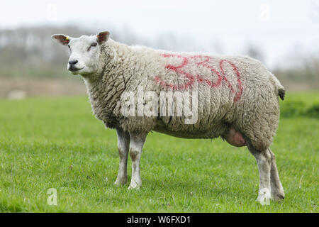 Schaf, ovis Aries, in einem Feld mit mehreren Markierungen, Großbritannien Stockfoto