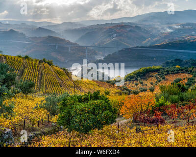 Herbstfarbener Weinberg auf einem Hügel mit einem Fluss, der sich durch die Berglandschaft schlängelt, Douro-Tal, Nordportugal; Portugal Stockfoto