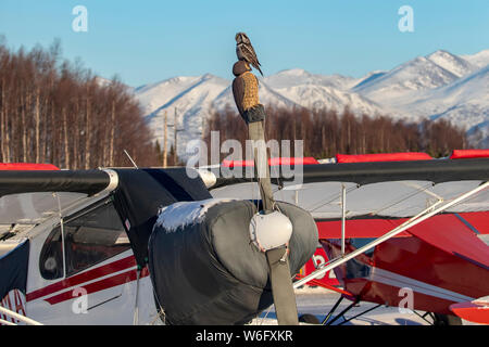 Die Northern Hawk Owl (Surnia ulula) sitzt auf einem kleinen Flugzeug am Lake Hood, während sie dort nach Wühlmäusen jagt. Die Eule sitzt auf einer Requisite, die... Stockfoto