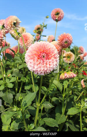 Blühender Pfirsich Dahlia mit blauem Himmel Stockfoto