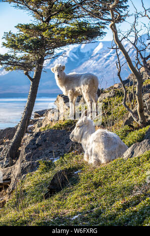 Dall Schafe Mutterschafe und Lamm (Ovis dalli) zusammen auf einem Hügel mit Blick auf Turnagain Arm und die Kenai Mountains in Süd-Zentral-Alaska, ca. 10 Mio. ... Stockfoto