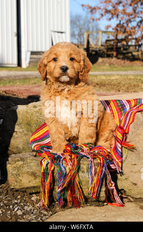 Warne süße Mini-Puppy mit goldenem Puppy, die draußen auf einer bunten Decke sitzt Stockfoto