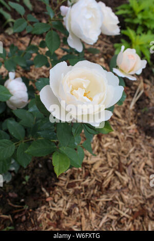 White Garden Tea Rose Stockfoto