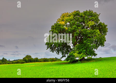 Bild von einem einzigen Baum in eine Rasenfläche. Stockfoto