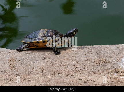 Portrait schöne Schildkröte auf dem Sand in der Nähe. Stockfoto