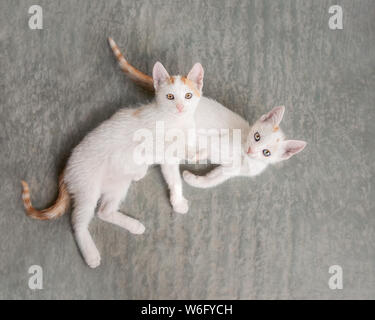 Zwei süße Katze Kätzchen, bicolor Weiß mit roten van Muster, liegend auf einem steinigen Boden, die zusammen spielen und neugierig beobachten, gesehen von oben, Griechenland Stockfoto