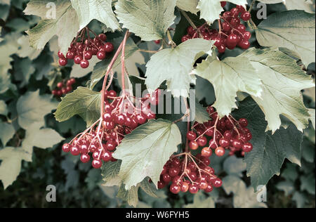 Rote Trauben von viburnum Beeren hängen an den Zweigen der Bush unter den grünen Blättern Stockfoto