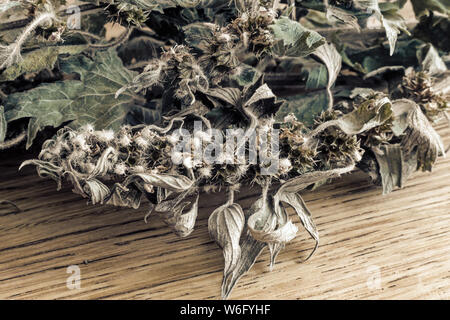 Wertvolle Heilpflanze - motherwort mit getrockneten Blüten und Blätter auf einem weißen Hintergrund. Stockfoto