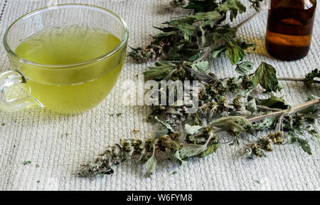 Wertvolle Heilpflanze - motherwort mit trockenen Blüten und Blätter. Nächste, Tinktur von motherwort in einer dunklen Flasche und in einer Schale Stockfoto