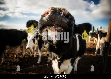 Nahaufnahme der Nase einer neugierigen Holstein-Kuh, die an einem Stacheldrahtzaun mit Identifikationsschildern in den Ohren auf einem Roboter-Milchviehbetrieb, Nord... Stockfoto