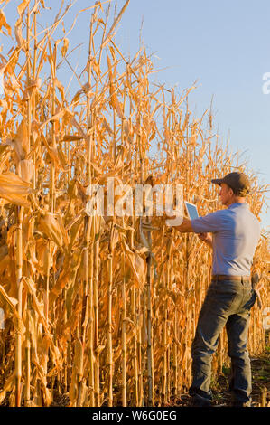 Ein Landwirt mit einer Tablette untersucht ein Getreide-/Futtermaisfeld in der Nähe von Niverville; Manitoba, Kanada Stockfoto