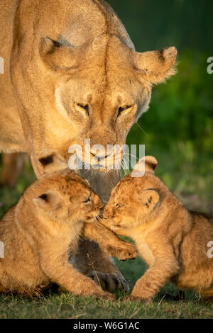 Nahaufnahme von Löwenjungen (Panthera leo), die in der Nähe von Mutter, Serengeti Nationalpark, Tansania, spielen Stockfoto