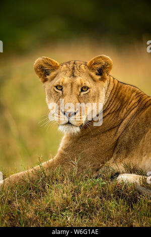 Nahaufnahme der Löwin (Panthera leo) in der Grassbeobachtungskamera, Serengeti National Park; Tansania Stockfoto