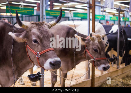 Portrait von Kühen an landwirtschaftlichen Tier Ausstellung Stockfoto