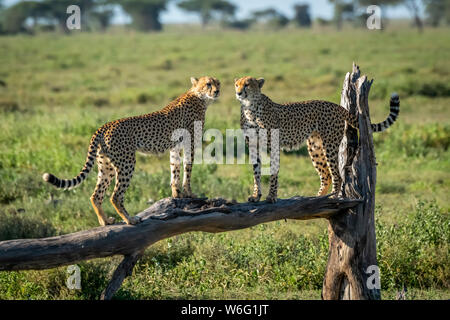 Zwei Gepard (Acinonyx jubatus) stehen von Angesicht zu Angesicht auf einem toten Zweig, dem Serengeti-Nationalpark; Tansania Stockfoto