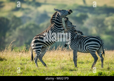 Zwei Teenager-Zebras (Equus quagga) kämpfen im Gras, im Serengeti Nationalpark; Tansania Stockfoto