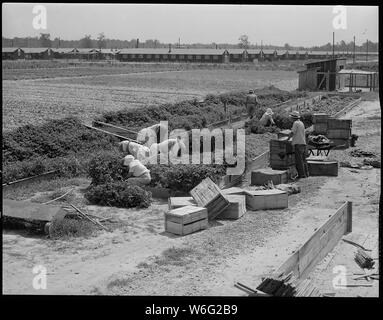 Schließen der Jerome Relocation Center, Denson, Arkansas. Rohwer Bewohner retten die Tomate planen. . .; Umfang und Inhalt: Der vollständige Titel für dieses Foto lautet: Schließen der Jerome Relocation Center, Denson, Arkansas. Rohwer Bewohner Bergung der Tomatenpflanzen aus der Jerome heißen Betten und Rohwer Zentrum für Neubepflanzung. Stockfoto
