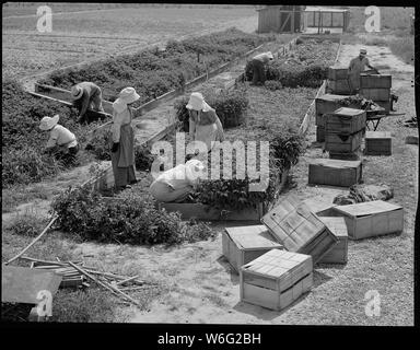 Schließen der Jerome Relocation Center, Denson, Arkansas. Rohwer Bewohner retten die Tomate planen. . .; Umfang und Inhalt: Der vollständige Titel für dieses Foto lautet: Schließen der Jerome Relocation Center, Denson, Arkansas. Rohwer Bewohner Bergung der Tomatenpflanzen aus der Jerome heißen Betten und Rohwer Zentrum für Neubepflanzung. Stockfoto