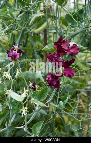 Sweet pea Blumen, Auswahl Lovejoy Stockfoto