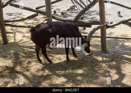 Afrikanische Kuh mit Big Horn. Stockfoto