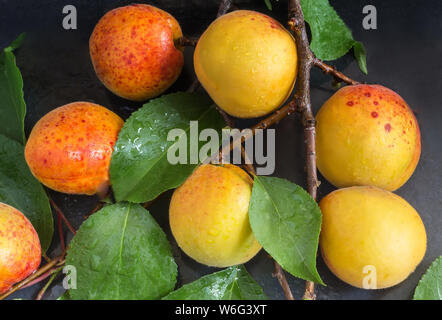Auf einem dunklen Hintergrund Aprikose Zweig mit großen reifen Früchten und grünen Blättern. Stockfoto