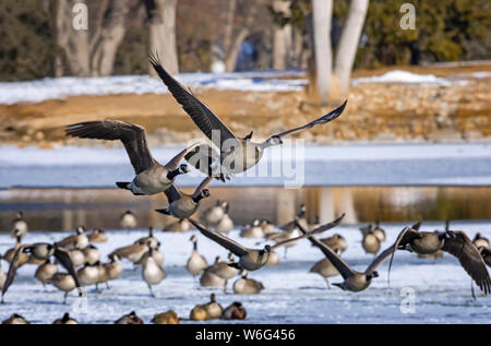 Kanadagänse (Branta canadensis) Flug, während Gänse und Enten auf dem Schnee stehen Und Eis im Hintergrund Stockfoto