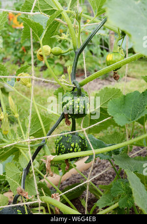 Dunkelgrün warted dekorative Kürbisse wachsen auf Stacheligen ranken, hängen von Garn Gitter in einem ländlichen Schrebergarten Stockfoto